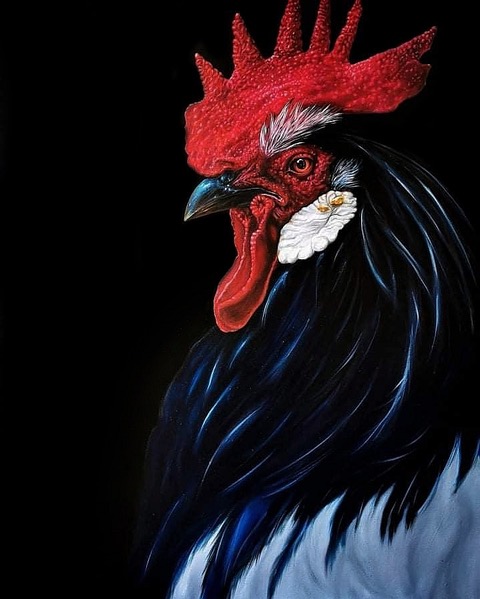 Obraz olejny Barbary Kuchnowskiej, "Kogut". Realistyczny portret dumnego koguta z profilu na czarnym tle. Uwagę przyciąga intensywnie czerwony grzebień i opalizujące, czarno-niebieskie upierzenie. Malarstwo animalistyczne dostępne w ofercie internetowej galerii sztuki Galeria Wiele Sztuki.