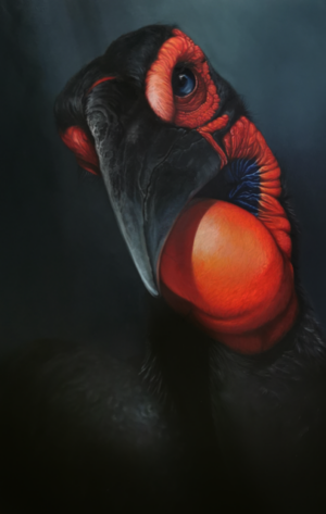 Obraz olejny Barbary Kuchnowskiej. Realistyczny portret egzotycznego dzioborożca z intensywnie czerwoną i czarną głową, niebieskim okiem na ciemnym tle. Malarstwo animalistyczne, fauna afrykańska, dostępny w ofercie internetowej galerii sztuki Galeria Wiele Sztuki.