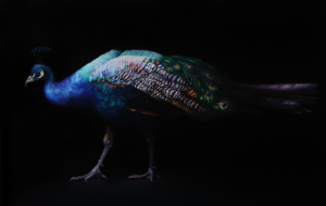 Realistyczny obraz przedstawiający pawia stojącego bokiem, na jednolitym, czarnym tle. Widoczne intensywne kolory i bogactwo detali piór. Wydruk artystyczny na podstawie oryginalnego obrazu olejnego dostępny w galerii wiele Sztuki.