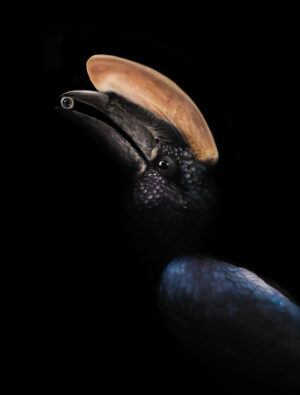 Realistyczny obraz przedstawiający egzotycznego ptaka z gatunku dzioborożców, zagrożonego wyginięciem. Widoczne intensywne kolory i bogactwo detali. Wydruk artystyczny na podstawie oryginalnego obrazu olejnego dostępny w Galerii Wiele Sztuki.