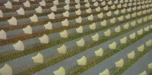 Obraz Jakuba Łącznego „Nie wychylaj się przed szereg”, współczesna abstrakcja z motywem powtarzalnych jasnych form na tle kropek, rytm i perspektywa, akryl na płótnie, 100x200 cm, 2024, Galeria Wiele Sztuki.